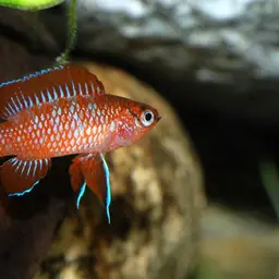 Scarlet Badis, photo 8