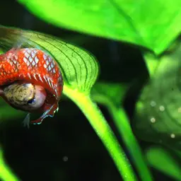 Scarlet Badis, photo 9