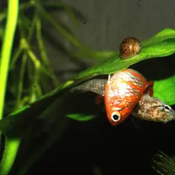 Scarlet Badis, photo 10