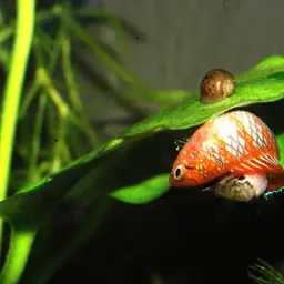 Scarlet Badis, photo 11