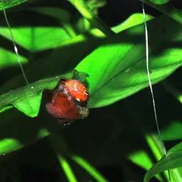 Scarlet Badis, photo 12