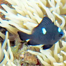 Three-spot Damsel, photo 6