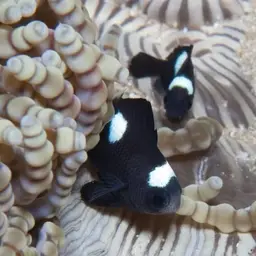 Three-spot Damsel, photo 7