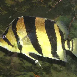 Fine Scaled Tiger Fish