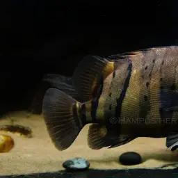 Fine Scaled Tiger Fish, photo 2