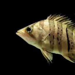 Fine Scaled Tiger Fish, photo 3