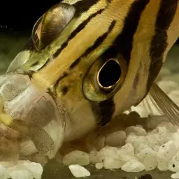 Fine Scaled Tiger Fish, photo 4
