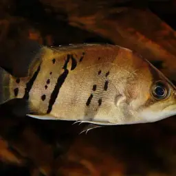 Fine Scaled Tiger Fish, photo 6