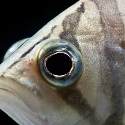 Fine Scaled Tiger Fish, photo 7