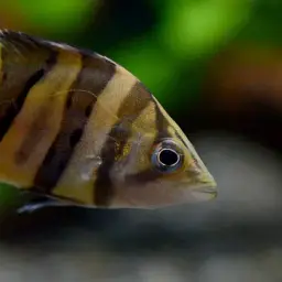 Fine Scaled Tiger Fish, photo 8