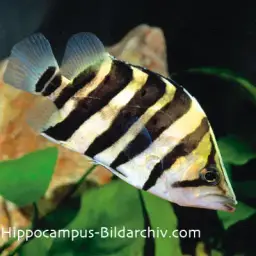 Fine Scaled Tiger Fish, photo 9