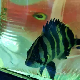 Fine Scaled Tiger Fish, photo 10