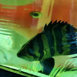 Fine Scaled Tiger Fish, photo 11
