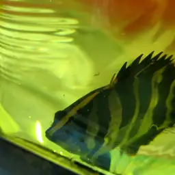 Fine Scaled Tiger Fish, photo 12