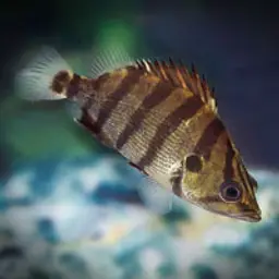 Silver Tiger Fish