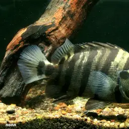 Silver Tiger Fish, photo 2