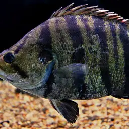Silver Tiger Fish, photo 3