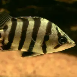 Silver Tiger Fish, photo 4