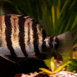 Silver Tiger Fish, photo 6