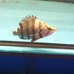 Silver Tiger Fish, photo 7