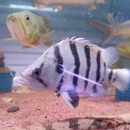 Silver Tiger Fish, photo 8