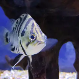 Silver Tiger Fish, photo 9