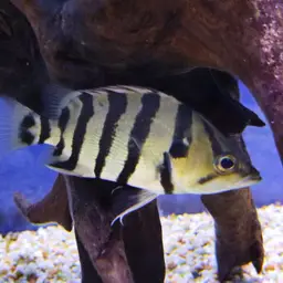 Silver Tiger Fish, photo 10