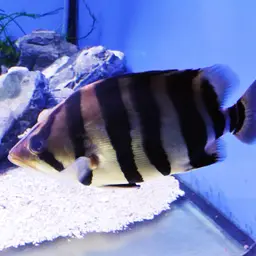 Silver Tiger Fish, photo 11