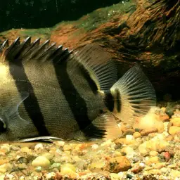 Mekong Tiger Perch