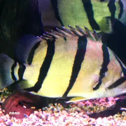 Mekong Tiger Perch, photo 2