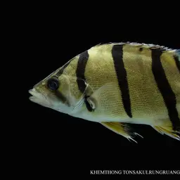 Mekong Tiger Perch, photo 3