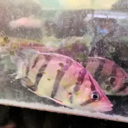 Mekong Tiger Perch, photo 4