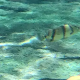 Mekong Tiger Perch, photo 5