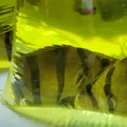 Mekong Tiger Perch, photo 6