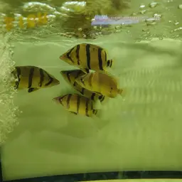 Mekong Tiger Perch, photo 8