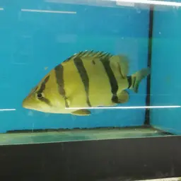 Mekong Tiger Perch, photo 9