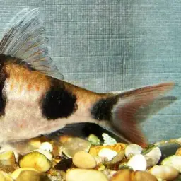 Aruli Barb, photo 2