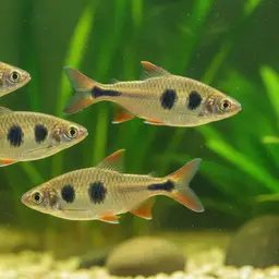 Aruli Barb