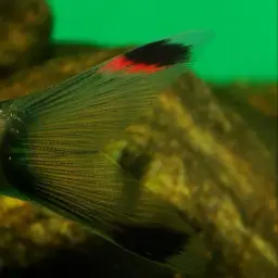 Super Red, photo 11