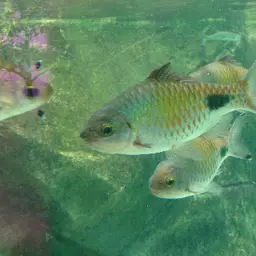 Filament Barb, photo 1