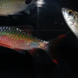 Filament Barb, photo 2