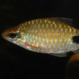 Filament Barb, photo 3
