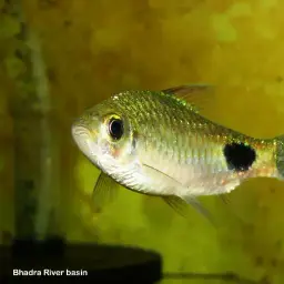 Filament Barb, photo 6