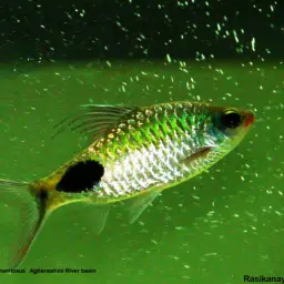 Filament Barb, photo 7