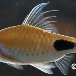 Filament Barb, photo 9