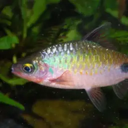Filament Barb, photo 11
