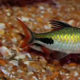 Rohan's Barb, photo 1