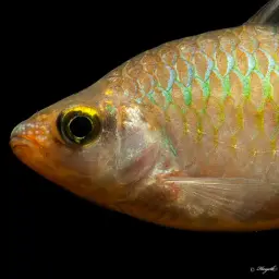 Rohan's Barb, photo 2