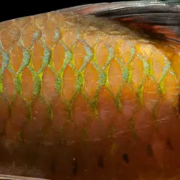 Rohan's Barb, photo 3