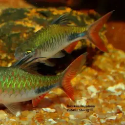 Rohan's Barb, photo 4
